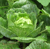 Cura de criza