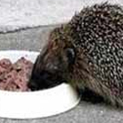 Superdieta