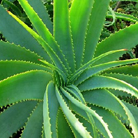 Aloe Vera, planta miraculoasa