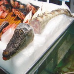 Carnea de crocodil intra in galantare