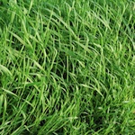 Verdele calmeaza nervii