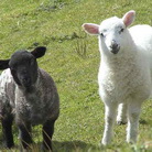 Pastrama de berbecut ar putea sa provina de la alt animal
