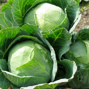 Top 10 alimente care contin vitamina K