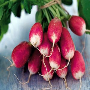 Dieta curcubeu