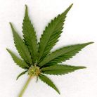 Primul sport care vrea sa legalizeze marijuana