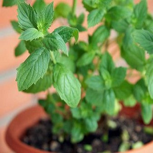10 produse care te fac sa te simti satula