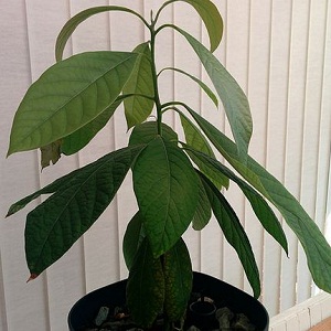 Cum cultivi avocado in apartament, dintr-un sambure