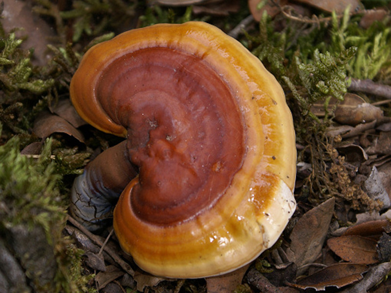 Reishi sau ”ciuperca nemuririi”, o planta cu puteri de vindecare miraculoase.