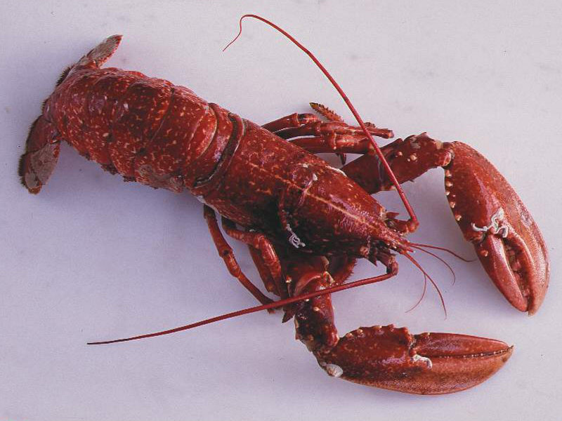 Chitosanul, remediul natural ce te scapa de kilogramele in plus