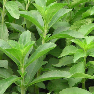 Inlocuieste zaharul cu stevia