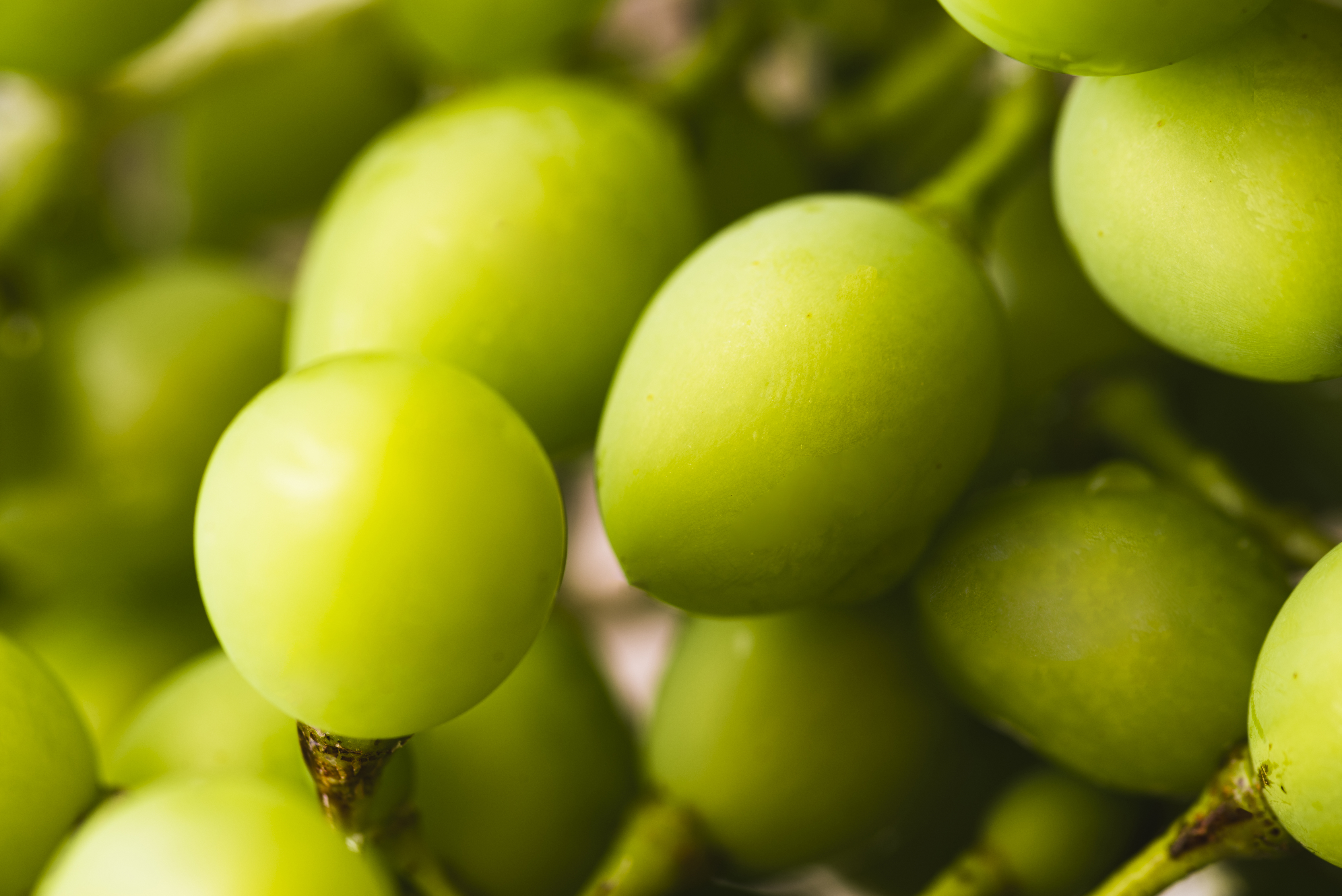 Strugurii Shine Muscat. De ce sunt atât de speciali?