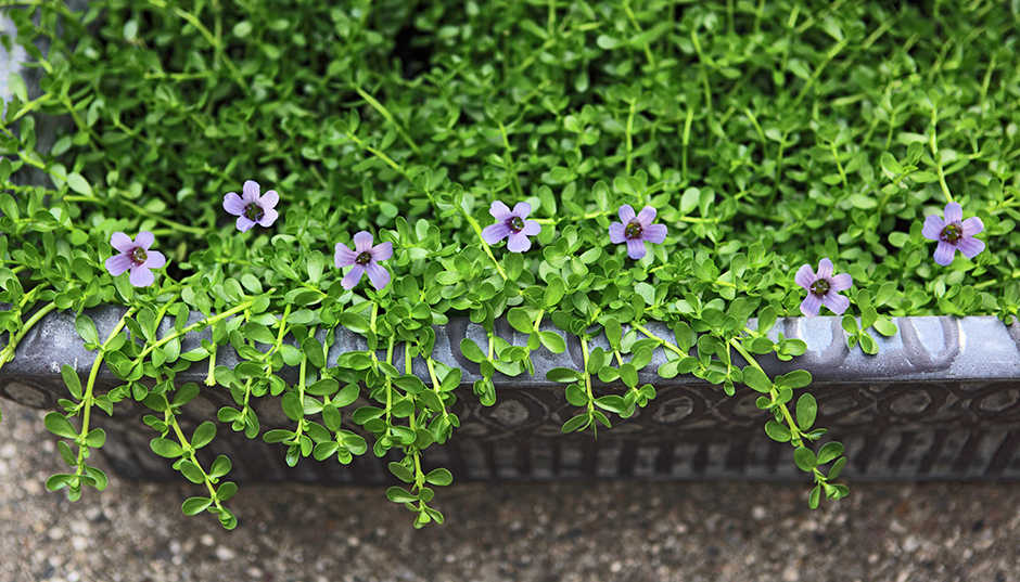 Ce este bacopa monnieri și la ce ajută