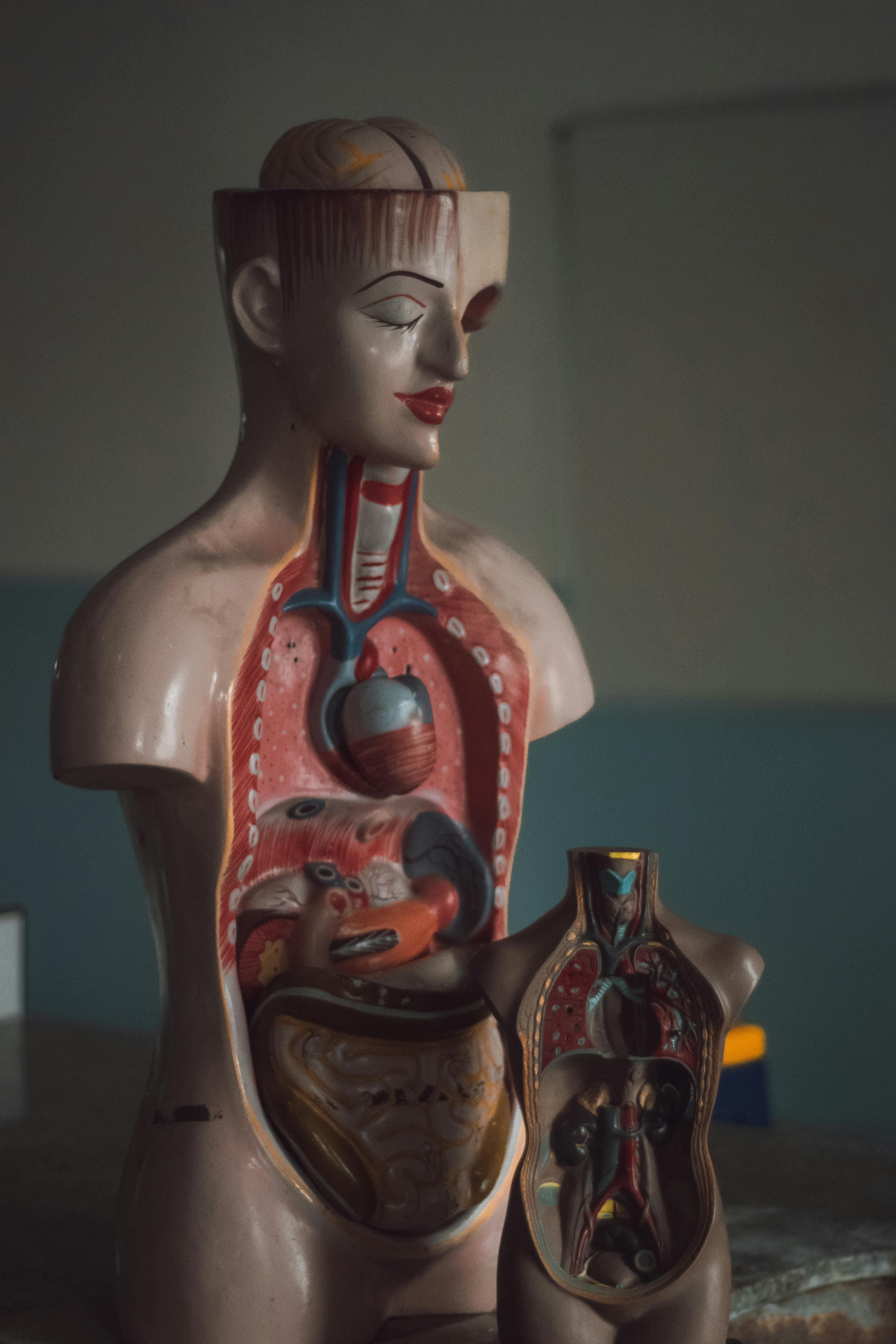 Mesele dese și grele de sărbători, inamicii ficatului. sursa foto pexels.com