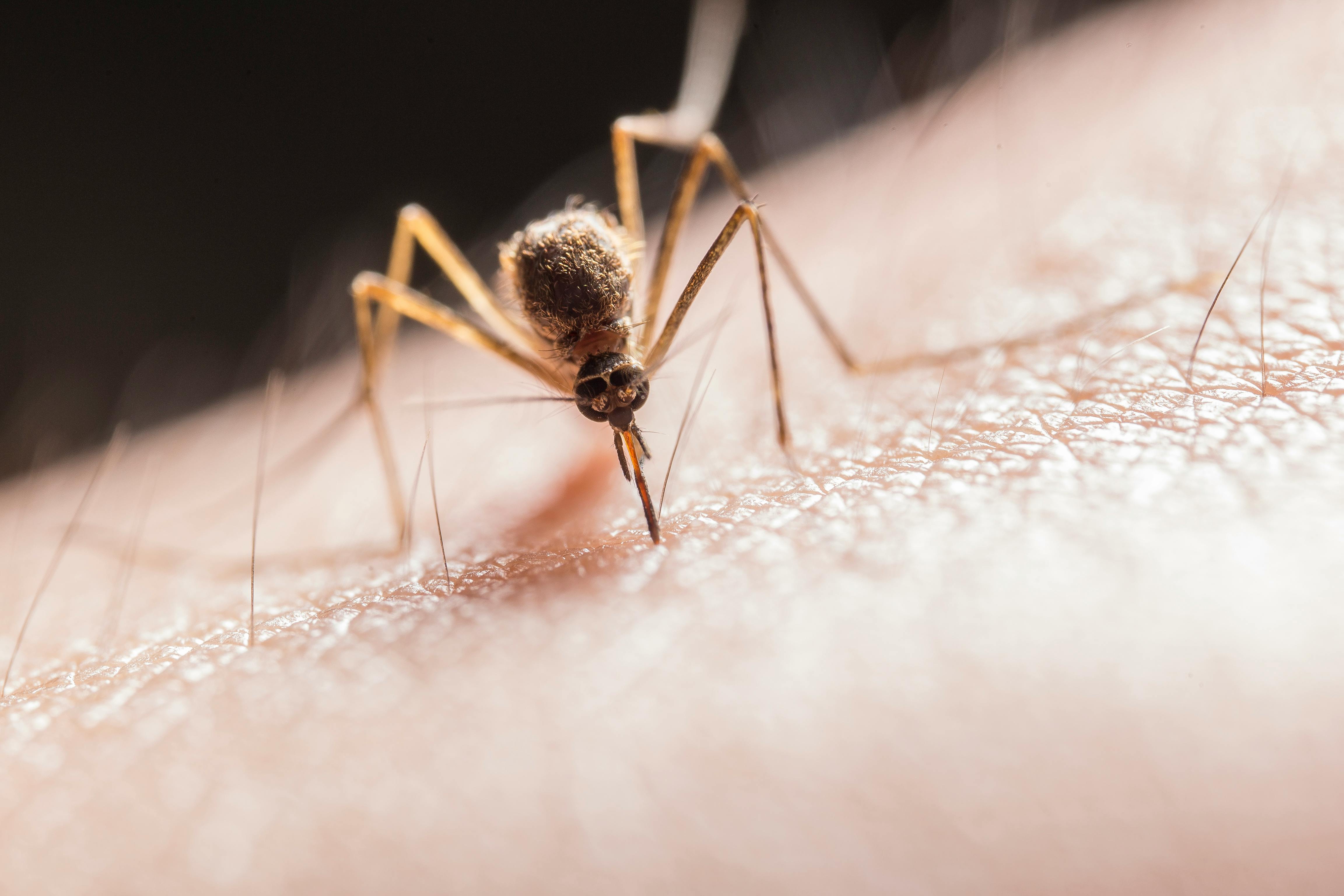 Legătură între schimbarea climatică și cazurile de febră dengue? sursa foto pexels.com