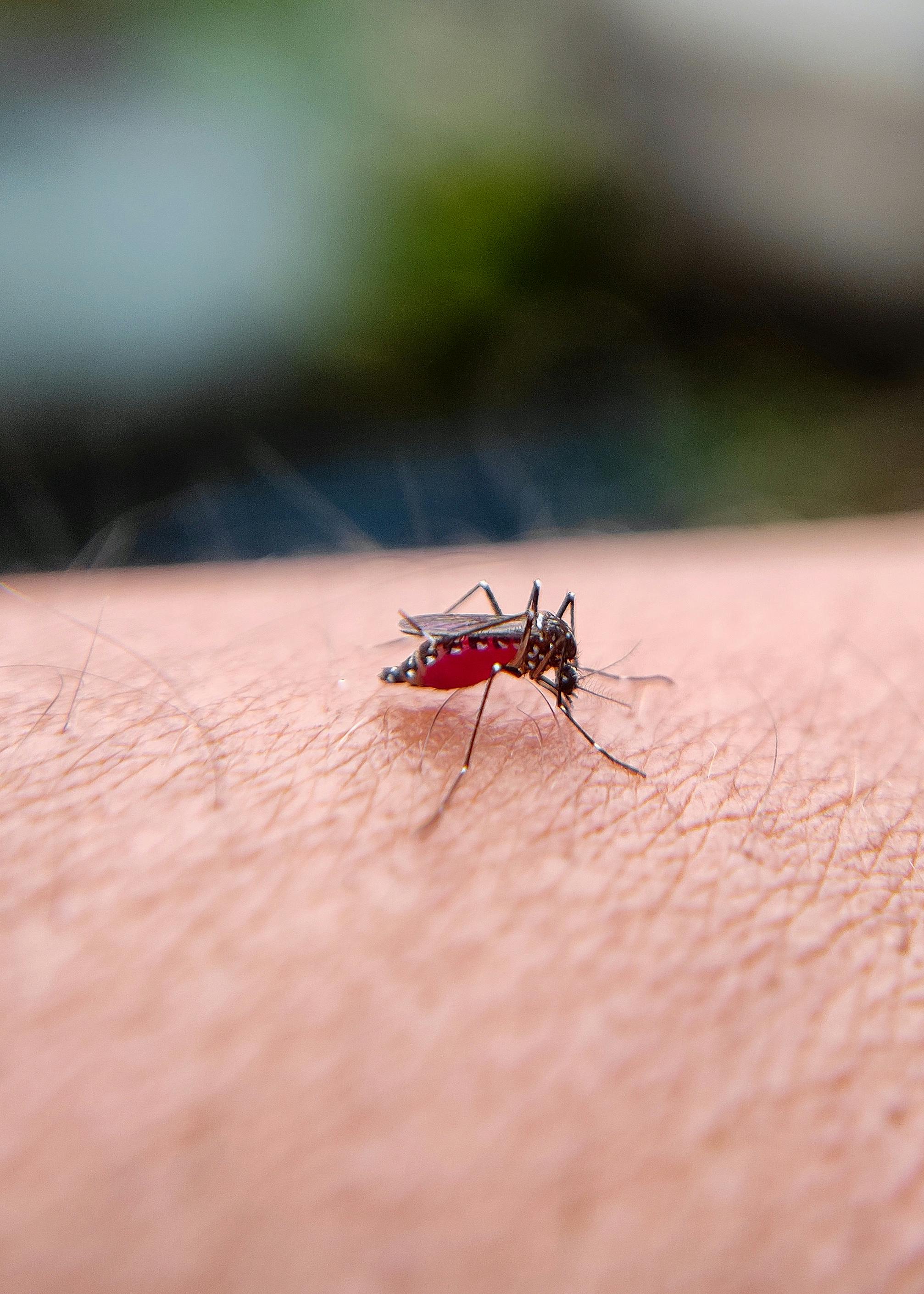 Nu există un tratament specific pentru febra dengue. sursa foto peexels.com