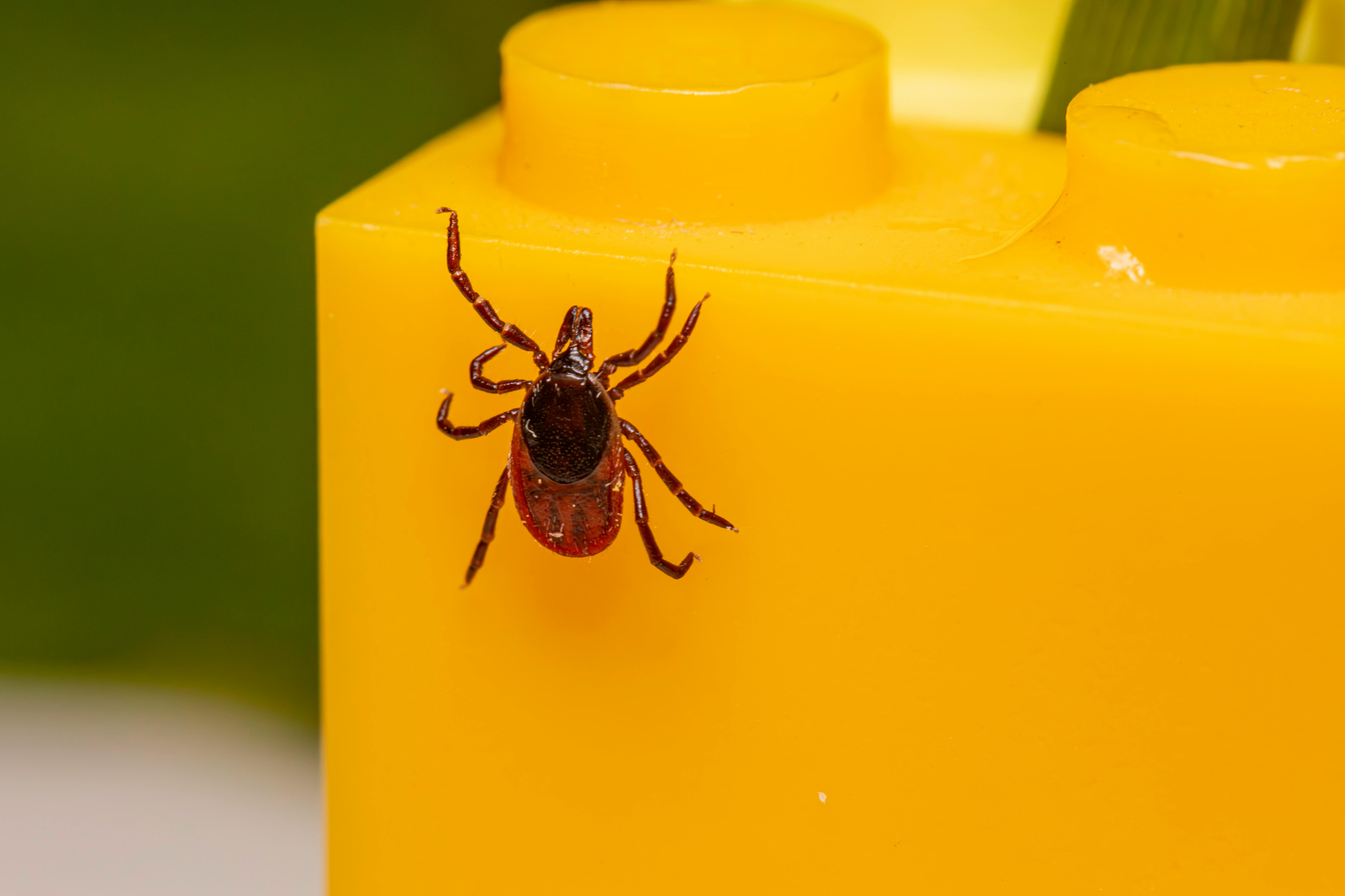 Studiul poate salva viețile bolnavilor de Lyme. sursa foto pexels.com