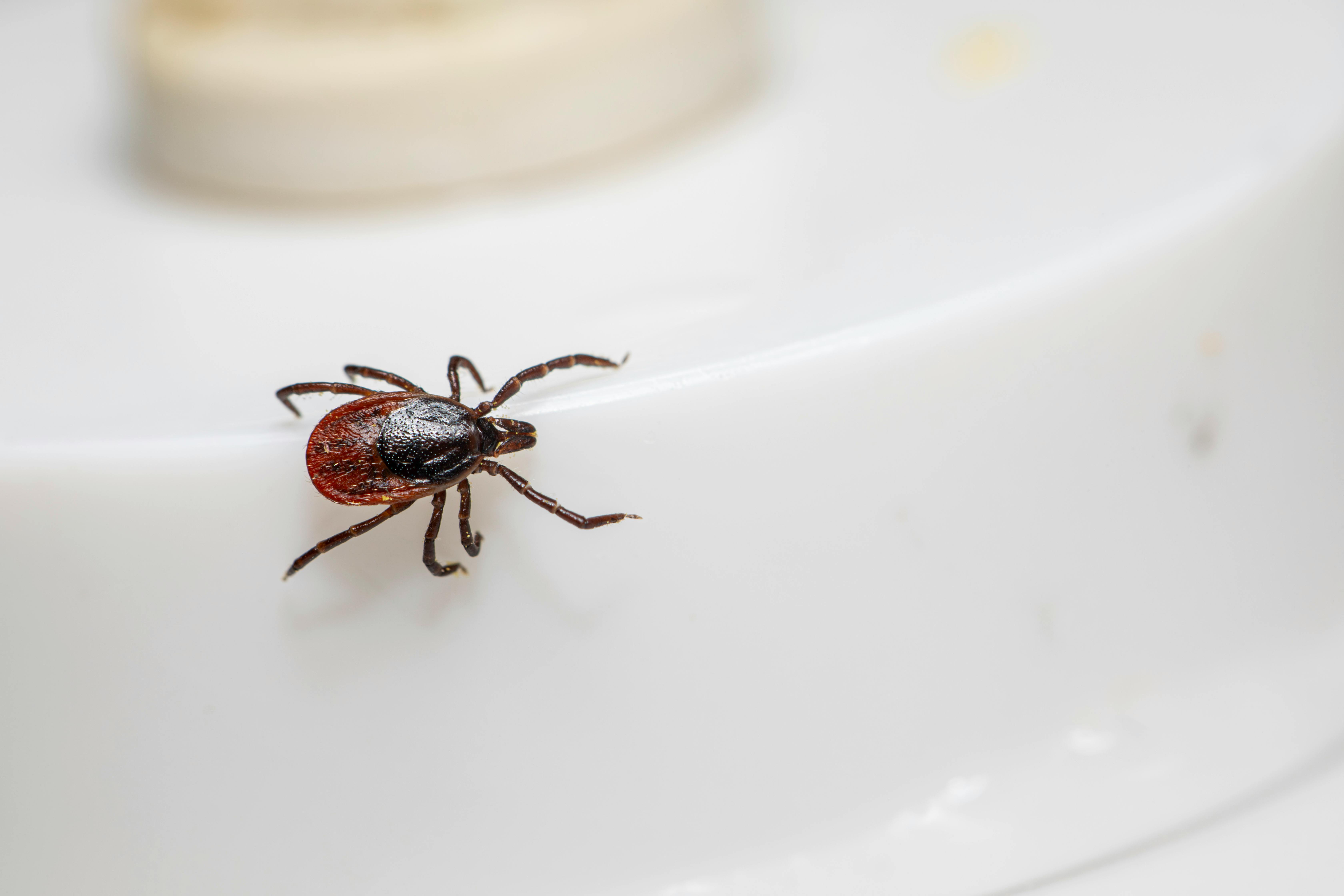 Căpușele se înmulțesc de la an la an. sursa foto pexels.com