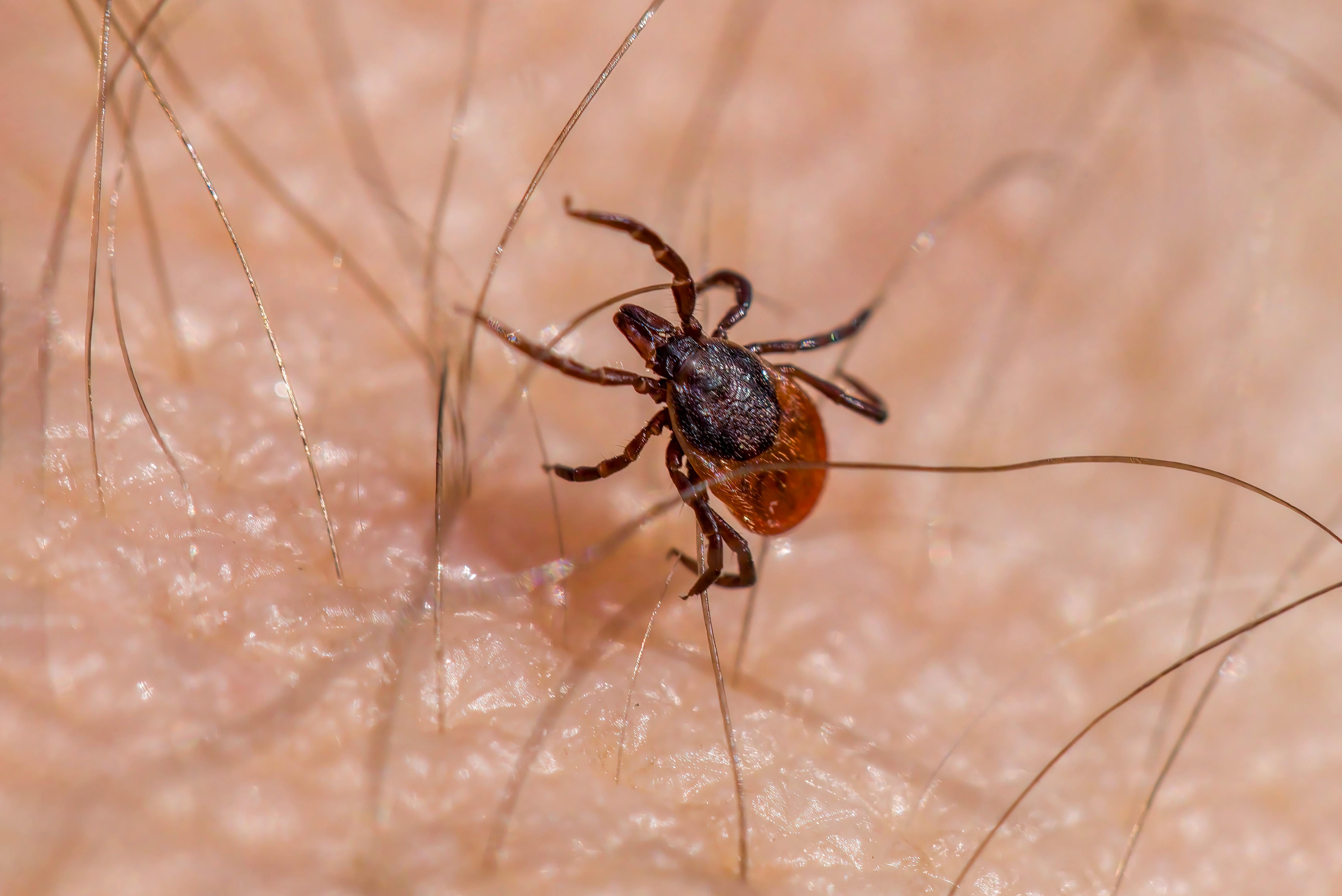 Piperacilina, tratament pentru Lyme? Un studiu dă speranțe pacienților