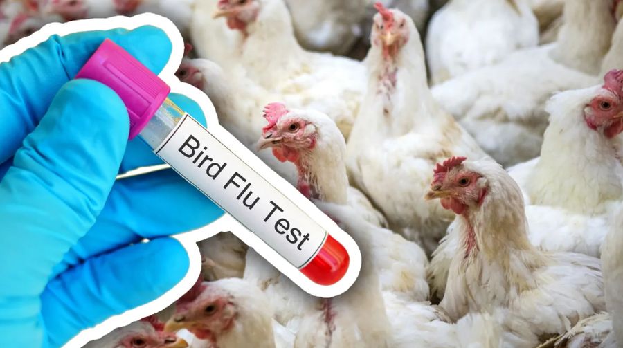 O fetiță de 3 ani a fost infectată cu AH5N1. E primul caz de gripă aviară la om din Mexic