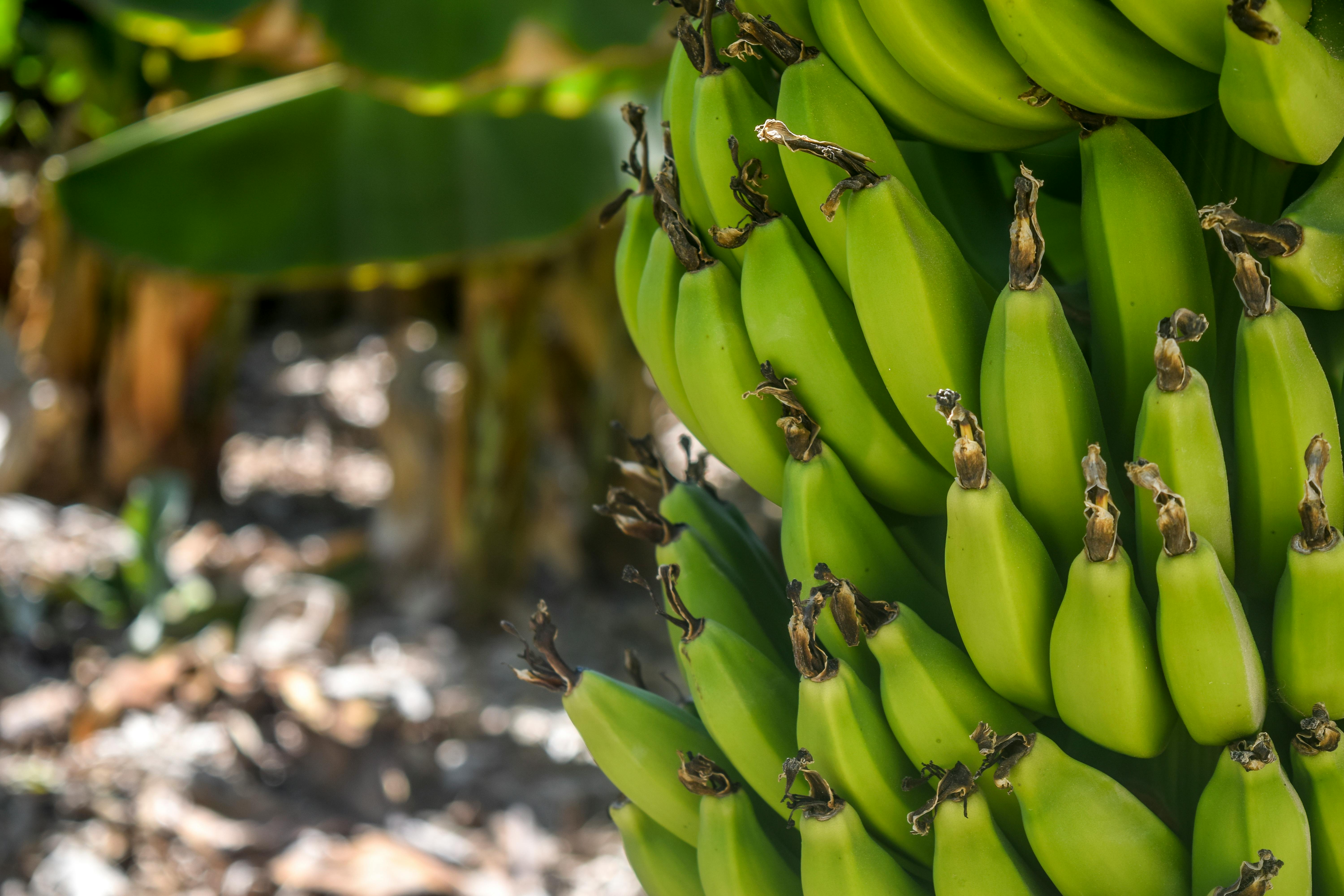 Bananele care nu se înegresc, aprobate pentru consum. sursa foto pexels.com