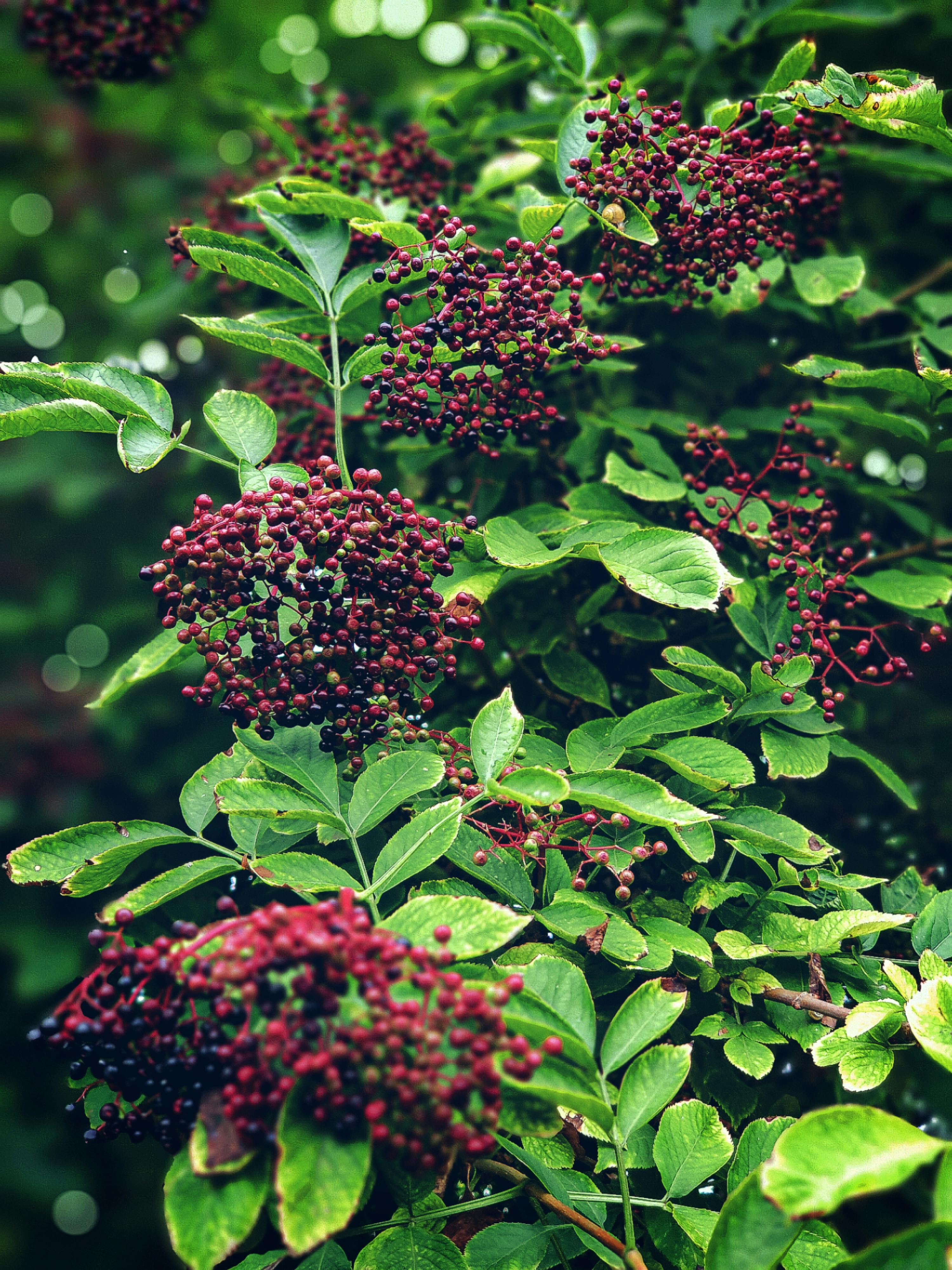 Socul este o plantă cu multe beneficii pentru corpul uman. sursa foto pexels.com
