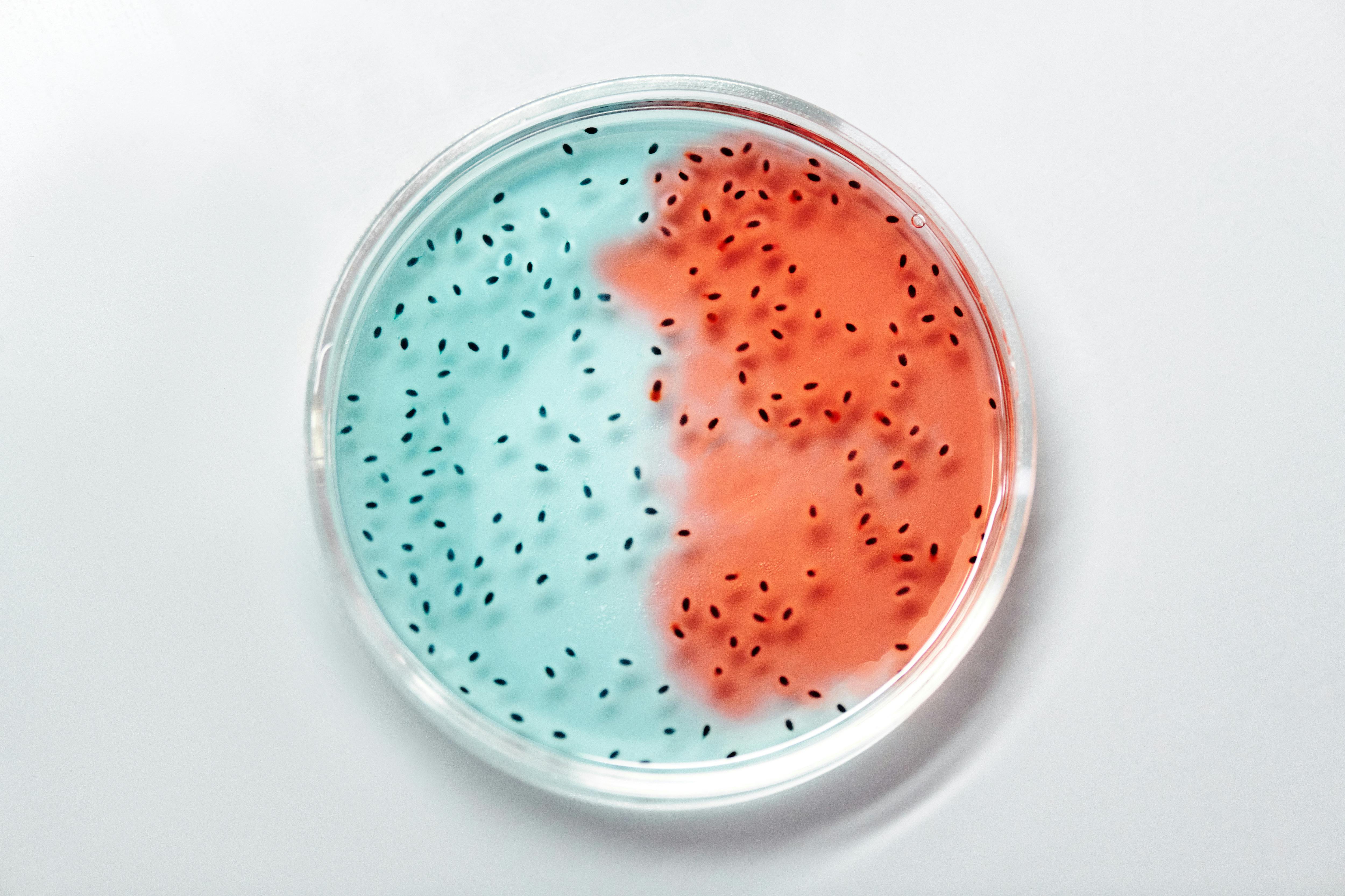 Odoribacter splanchnicus acționează asupra PFAS și PFOA. sursa foto pexels.com