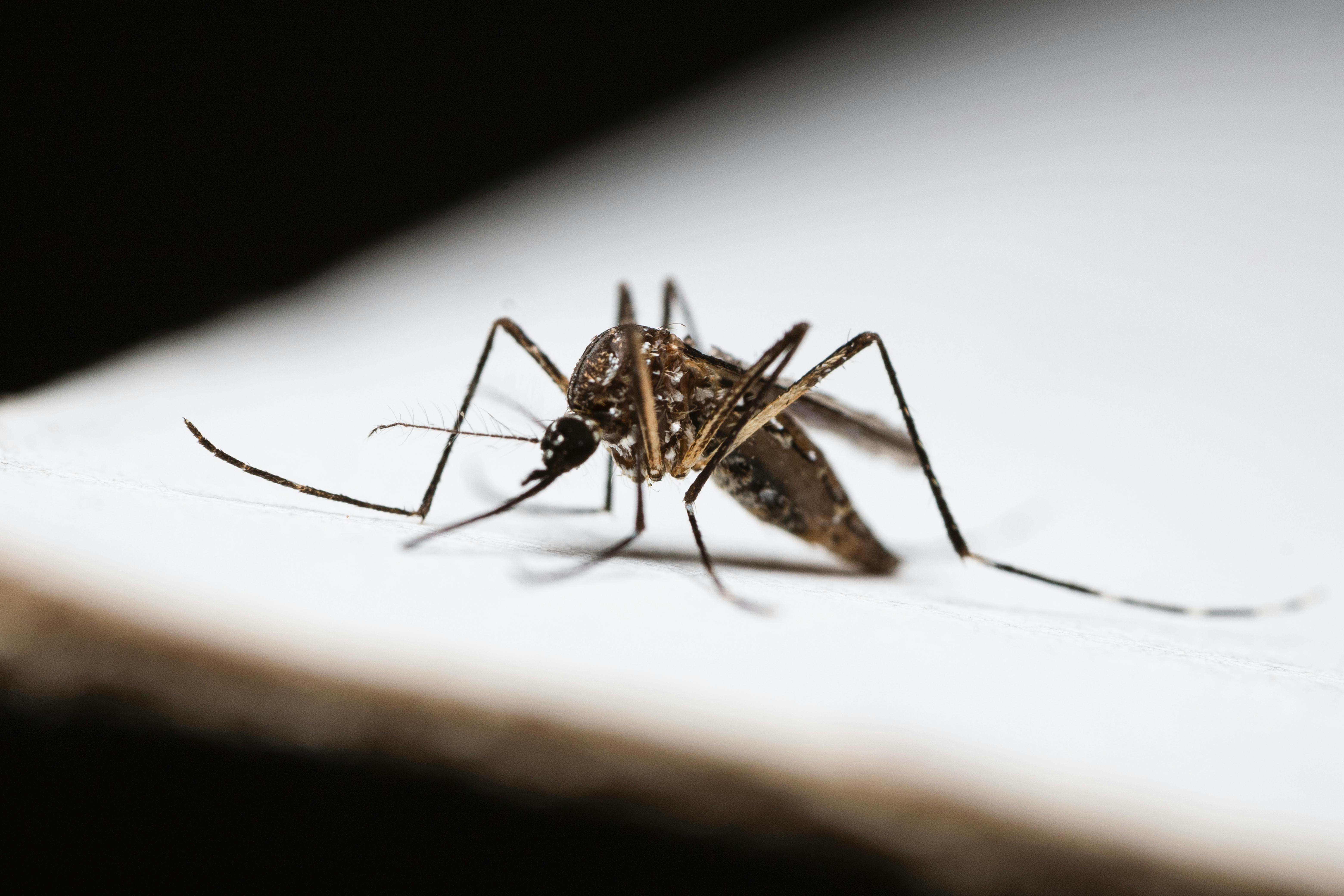 Bolile transmise de țânțarii Aedes, tot mai des întâlnite în Franța. sursa foto pexels.com