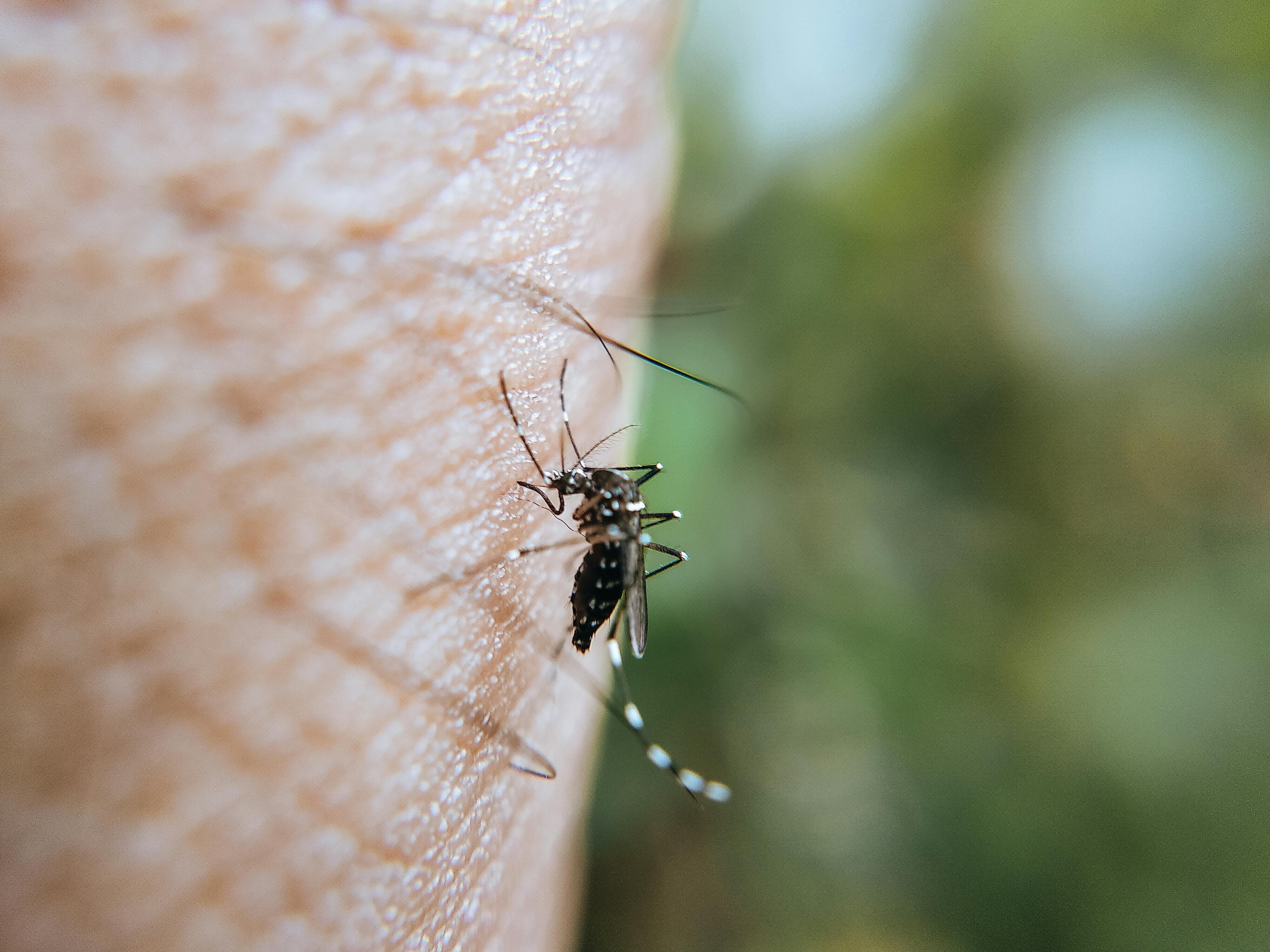 Bolile transmise de țânțarii Aedes devin endemice în Europa. sursa foto pexels