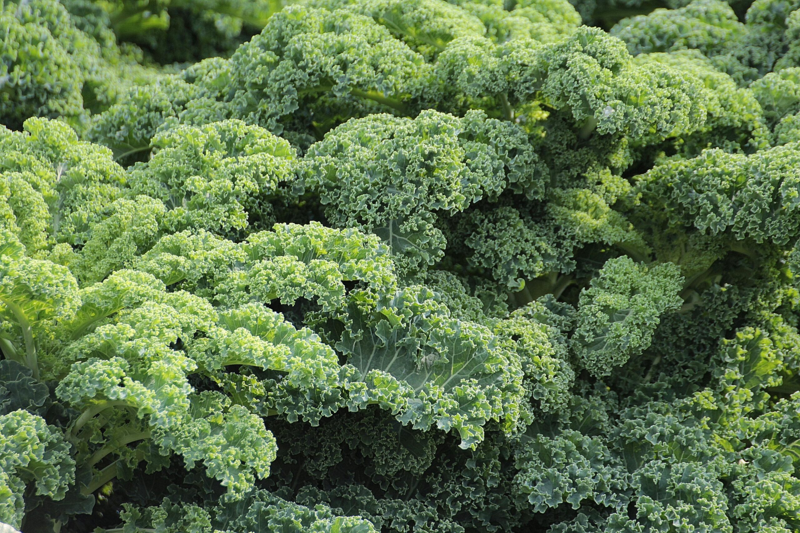 Kale este plină de nutrienți și vitamina C. sursa foto pexels.com