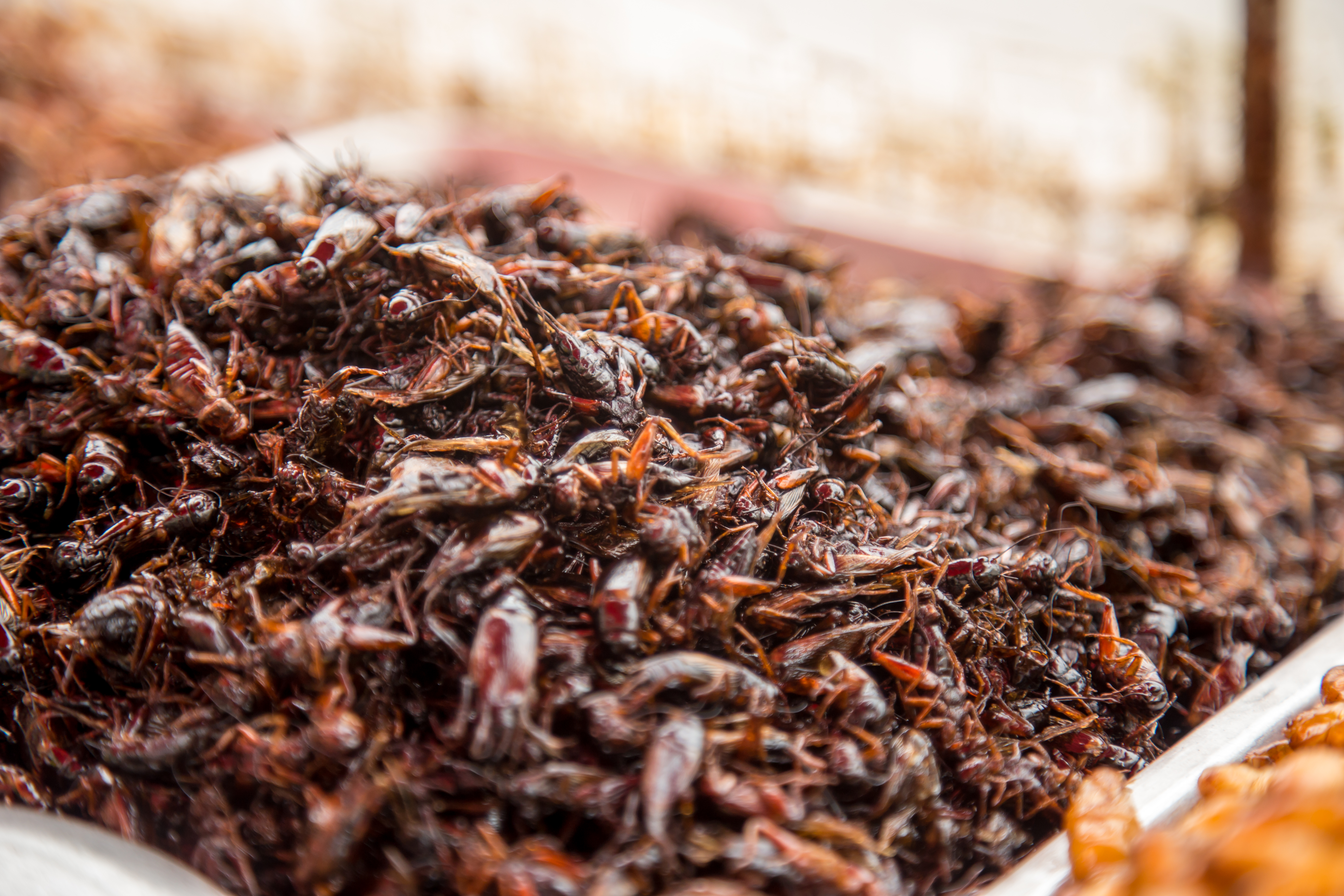 Insectele sunt o sursă excelentă de nutrienți, iar compoziția lor nutrițională variază în funcție de specie. sursa foto pexels.com