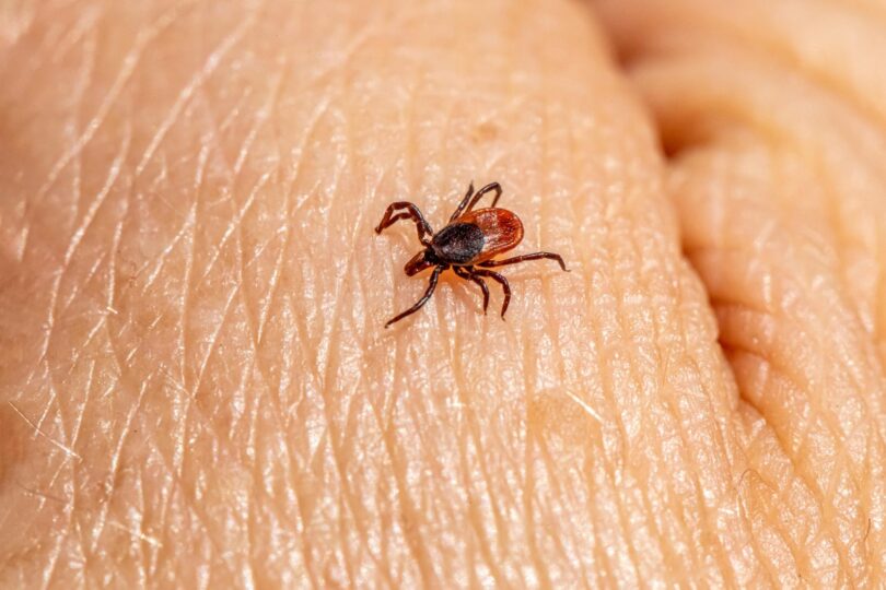 1.500 de cazuri de boala Lyme au fost raportate într-un an în Marea Britanie. Atenție, români!