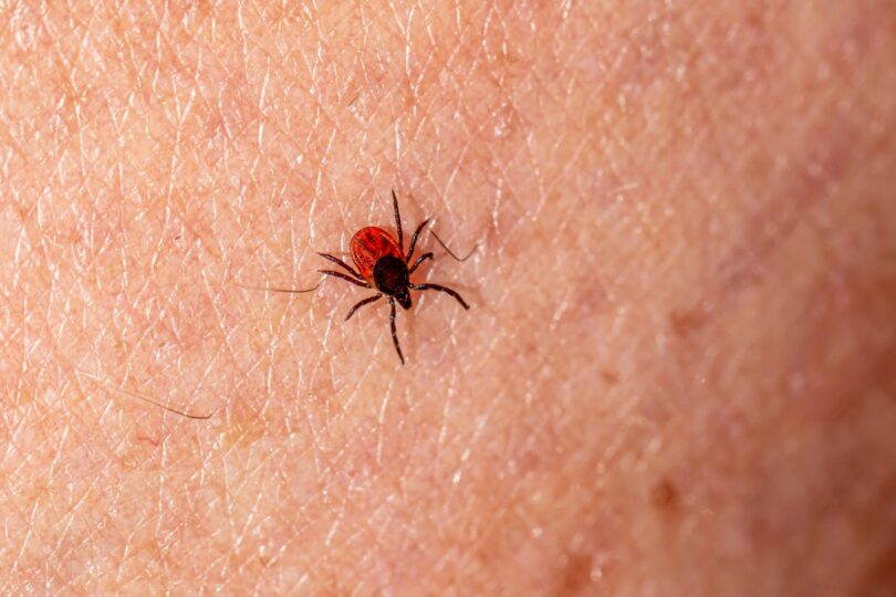 4 semne timpurii ale bolii Lyme care sunt cele mai importante
