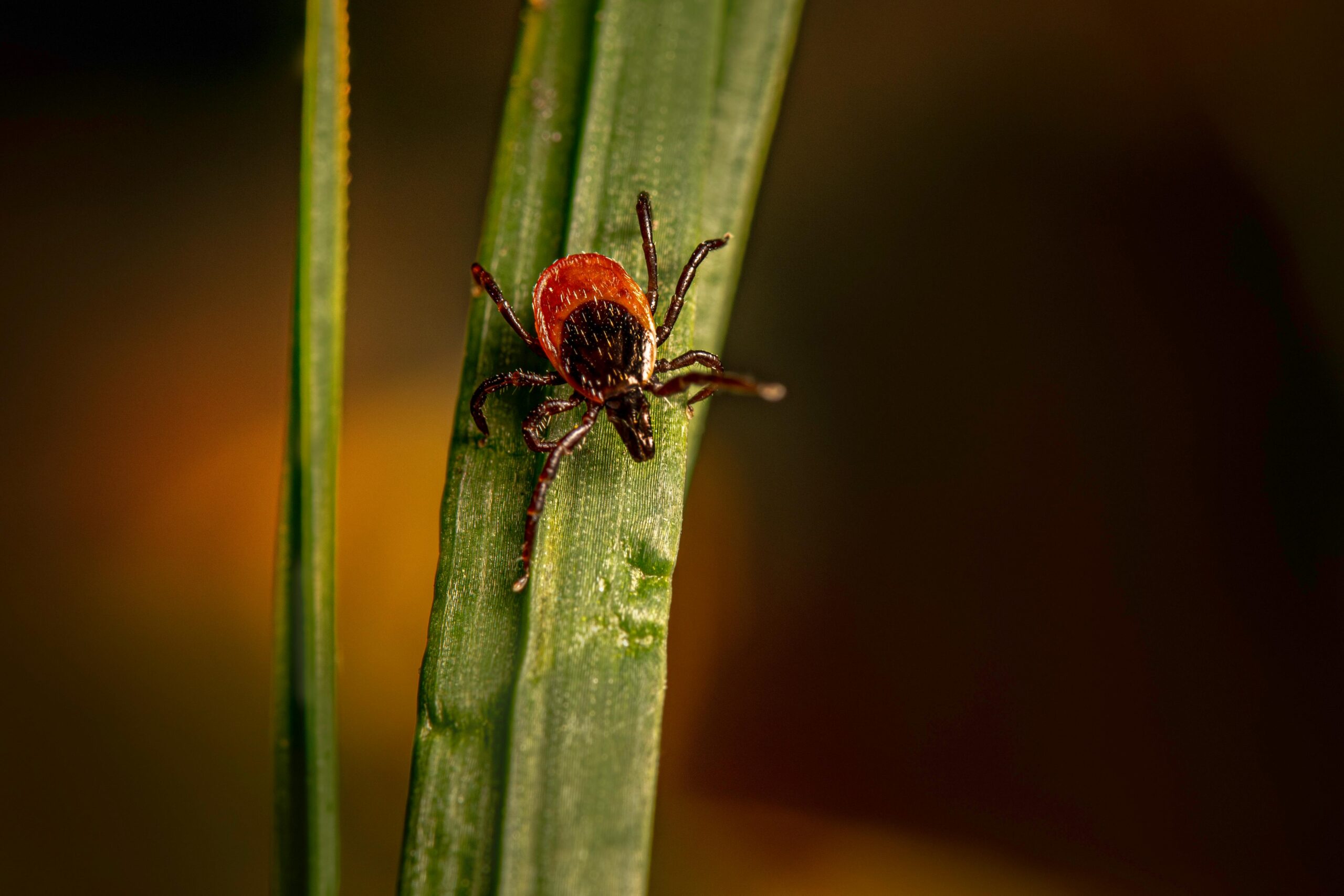 Simptomele se confundă cu cele ale gripei. sursa foto pexels.com
