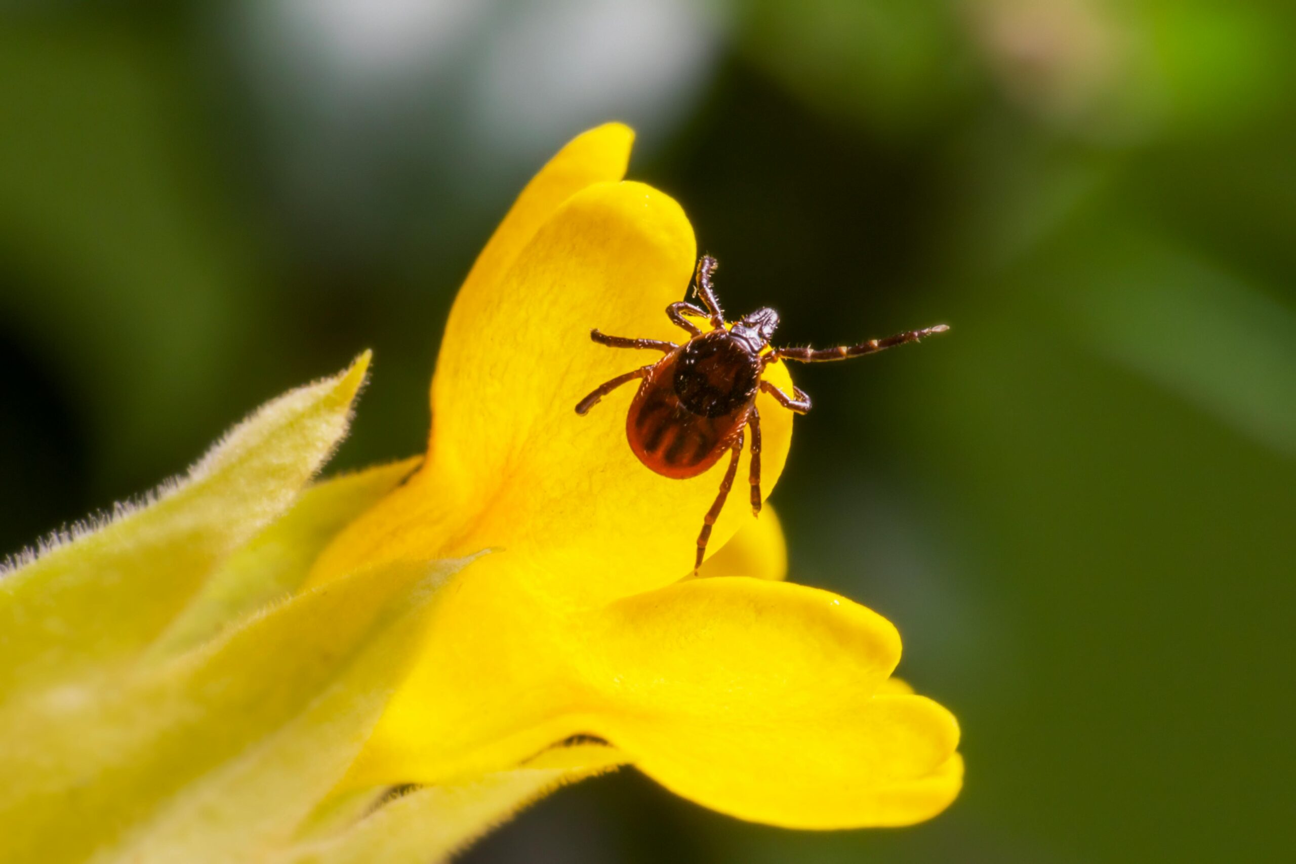 Cum te poți asigura că nu iei boala Lyme? sursa foto pexels.com