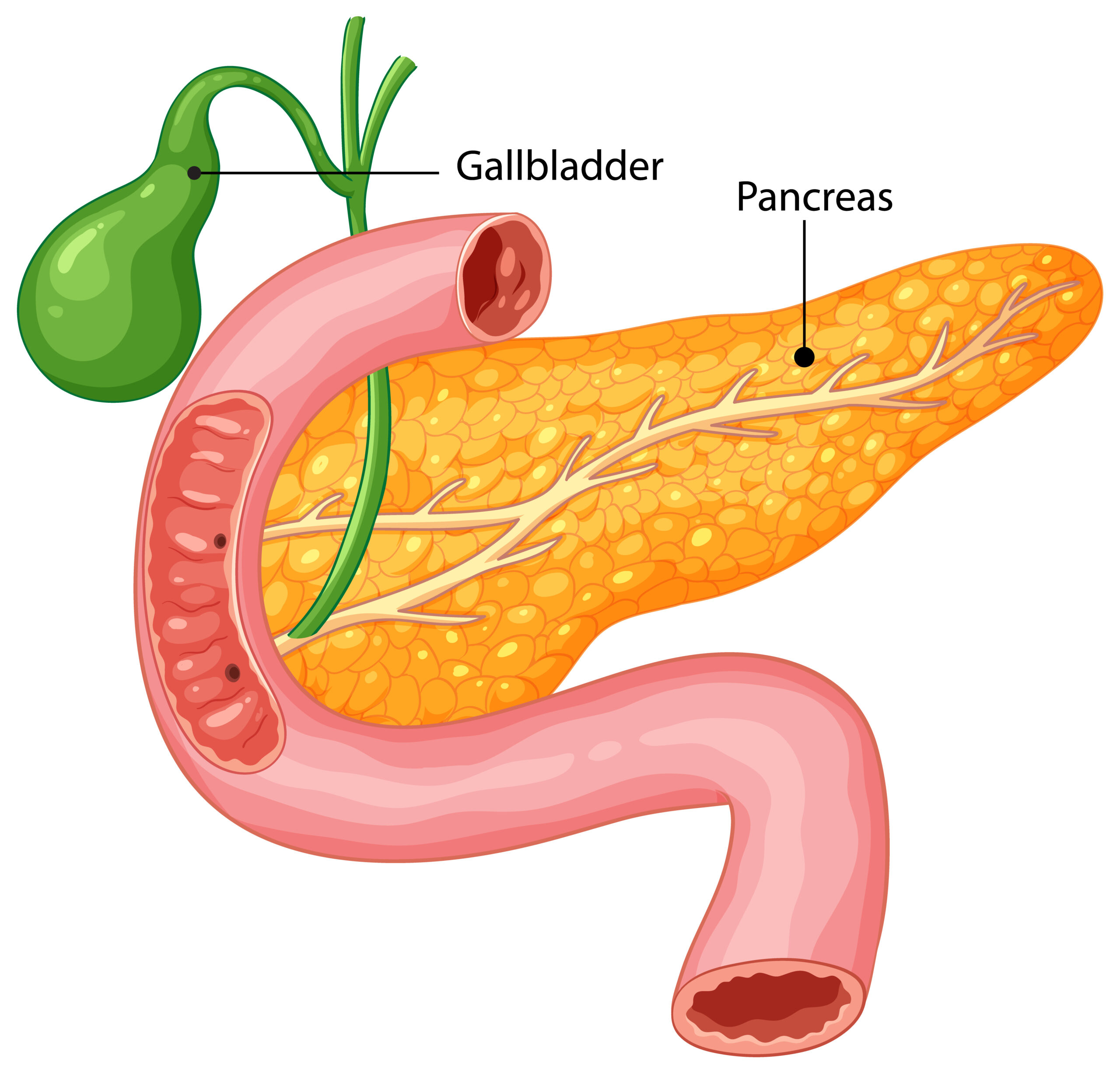 Unele semne ale cancerului pancreatic sunt comune și simptomele pot apărea si individual sau împreună. sursa foto pexels.com