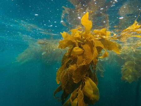 Ce este kelp-ul și de ce ar trebui să îl consumi?