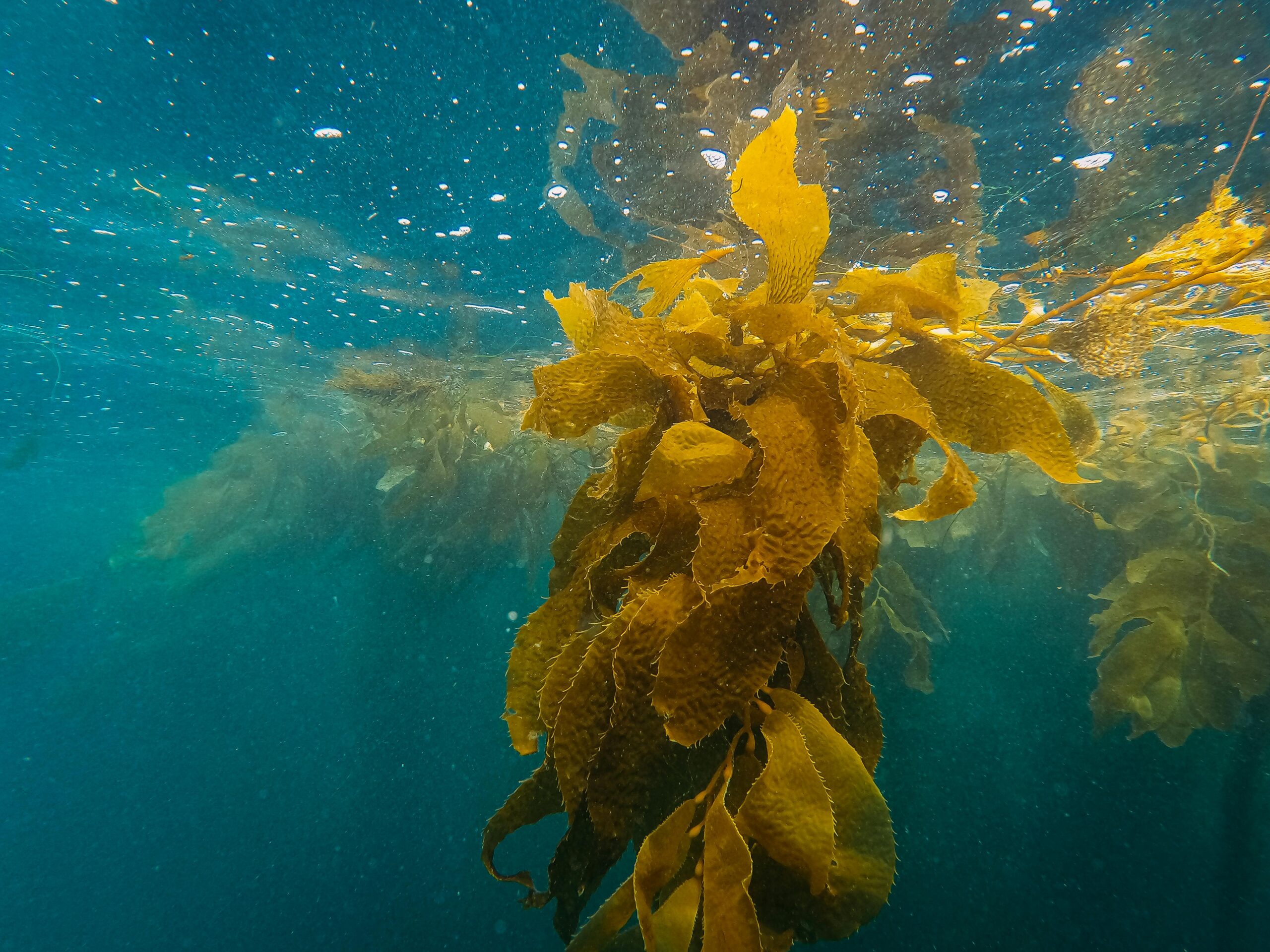 Ce este kelp-ul și de ce ar trebui să îl consumi. sursa foto pexels.com
