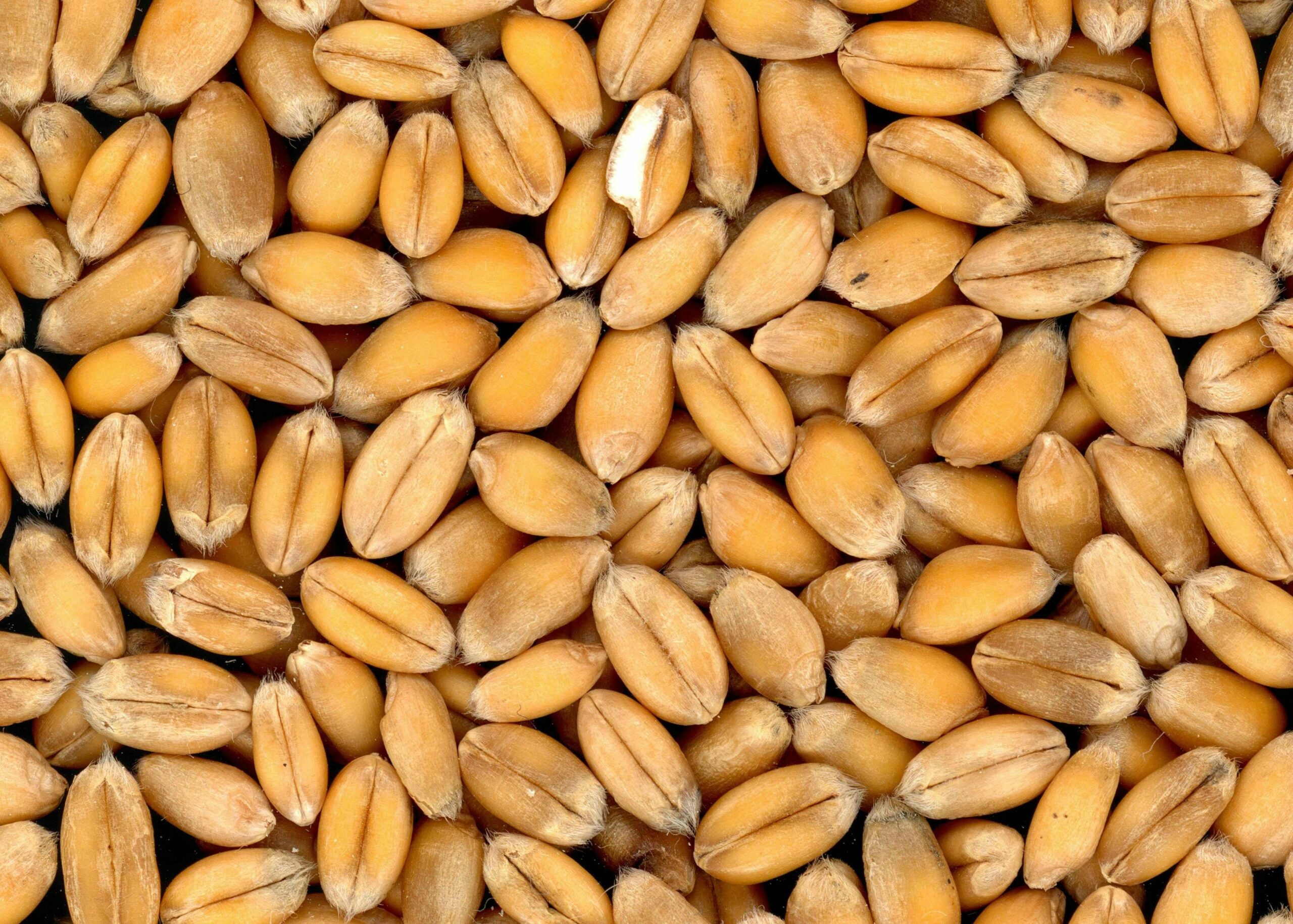 O dietă fără gluten presupune eliminarea completă a alimentelor care conțin această proteină prezentă în grâu, secară și orz. sursa foto pexels.com