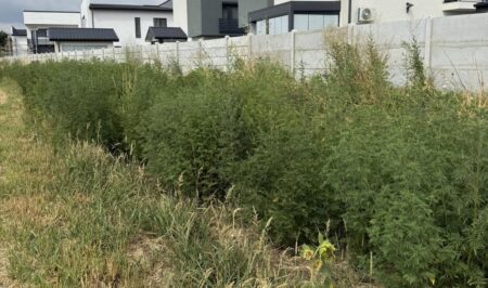 Polenul de ambrozie sufocă România: alergiile au explodat, iar specialiștii trag un semnal de alarmă