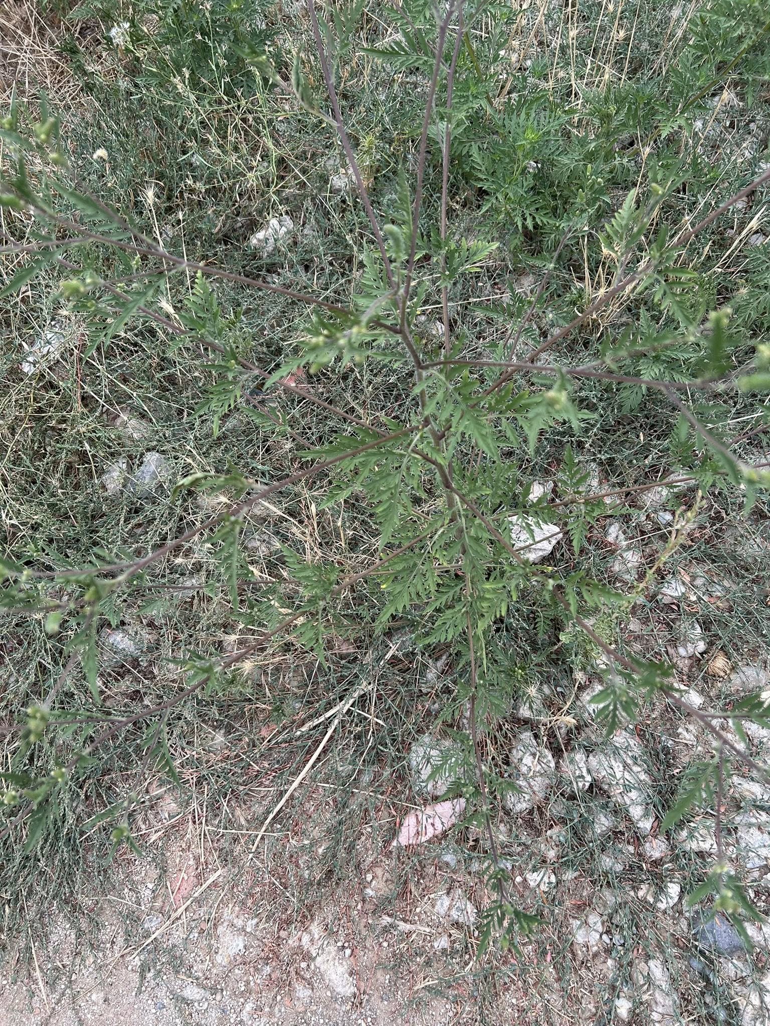Specialiștii subliniază că intervalul 9:00 – 11:00 este cel mai periculos. sursa foto Facebook