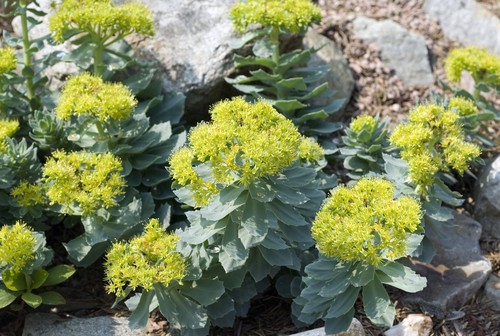 Ce beneficii are Rhodiola asupra sănătății mintale. sursa foto Profimedia