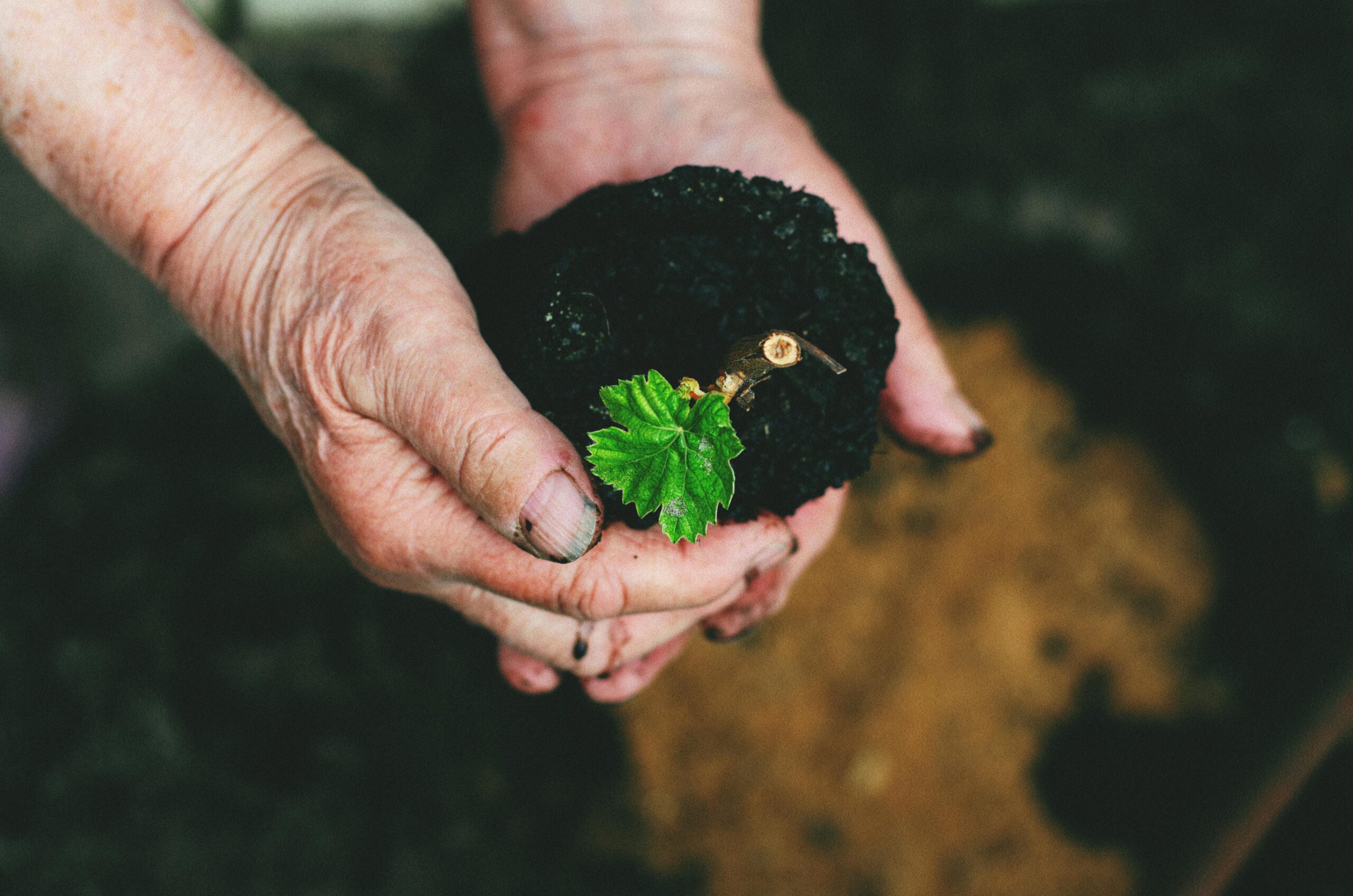 O dietă globală predominant vegetală și flexibilă ar putea reduce semnificativ decesele premature, ar diminua inegalitățile și ar limita distrugerea mediului. sursa foto pexels.com