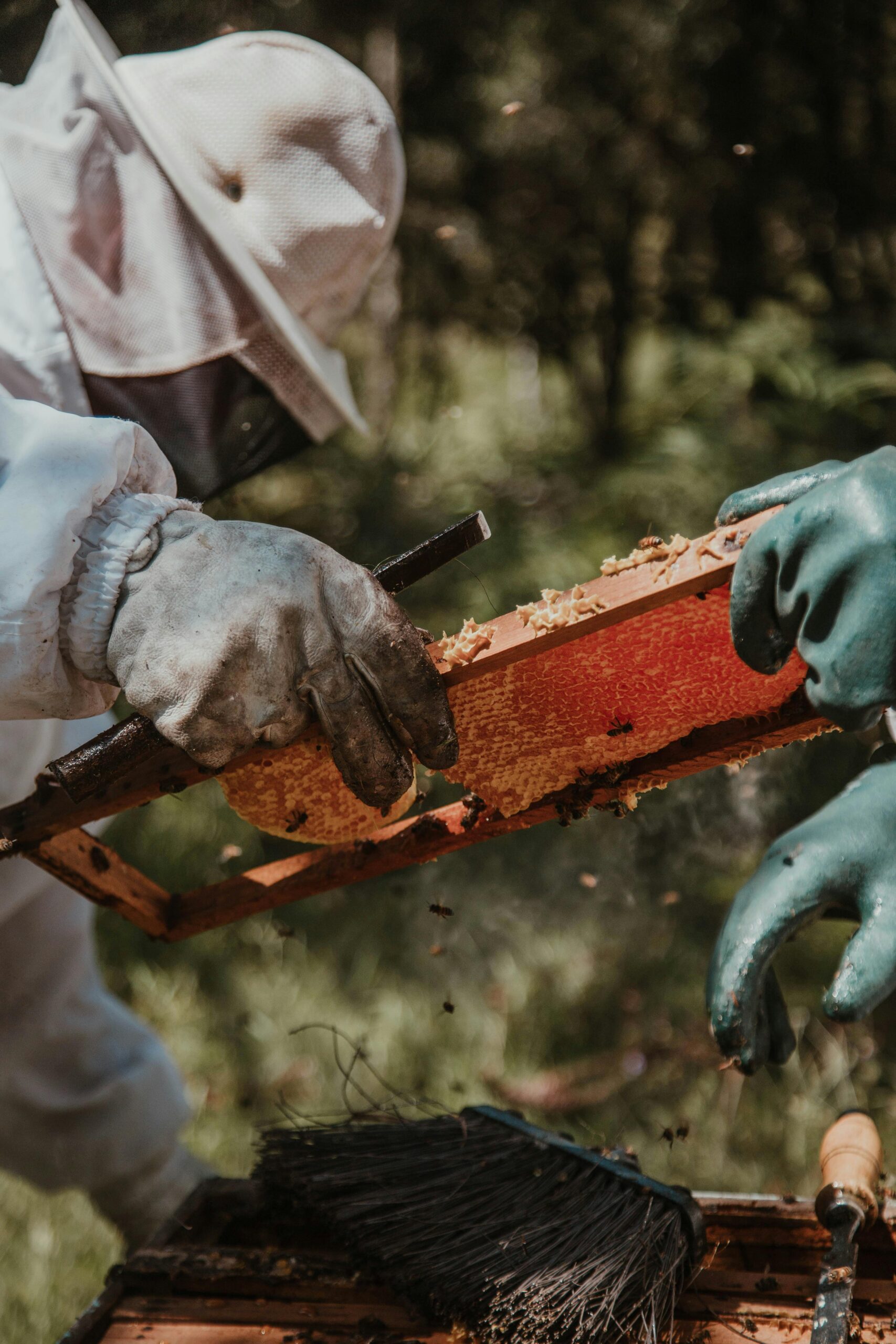 Este un proiect interdisciplinar care combină biologia cu chimia și care urmărește protecţia consumatorului. sursa foto pexels.com