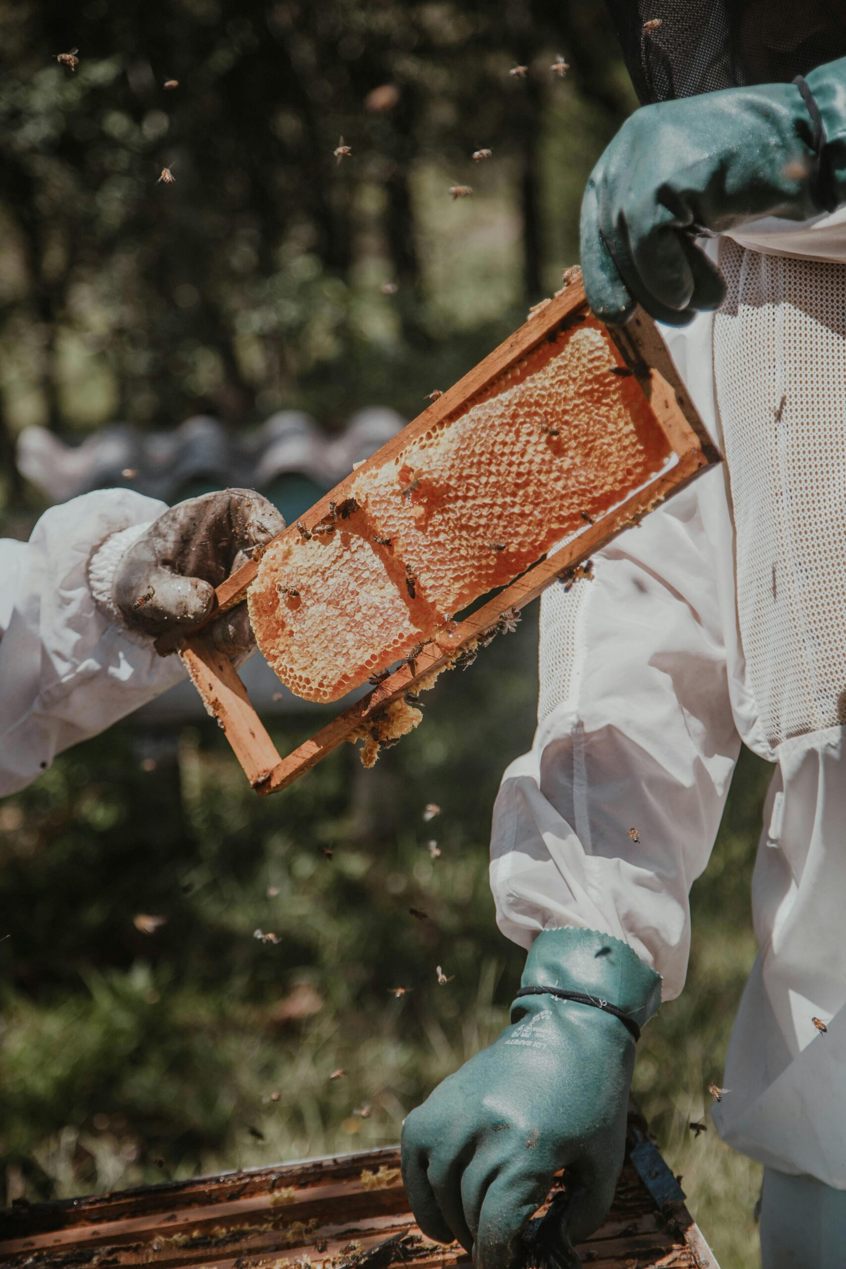 Proiectul este bazat pe trei reacții chimice simple care indică dacă mierea conține diverși aditivi. sursa foto pexels.com