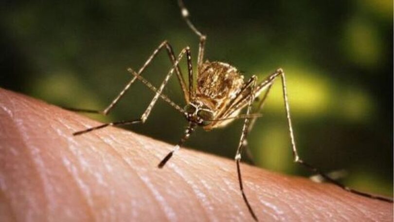 43 de cazuri de infecție cu virusul West Nile în România