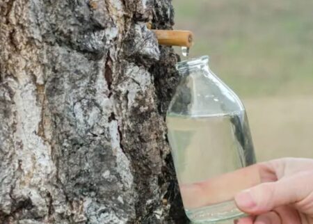 Seva de mesteacăn – un elixir natural cu proprietăți vindecătoare. Beneficii și precauții