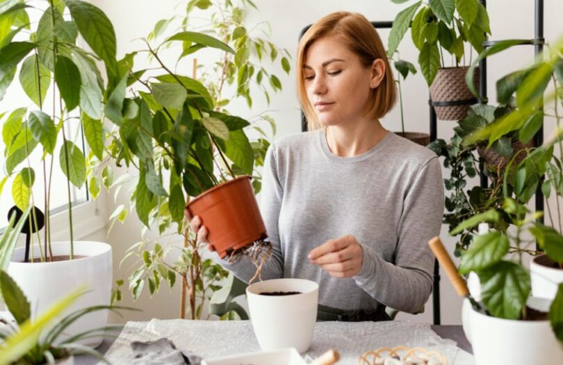 Plante cu efecte terapeutice pe care merită să le ții în locuință