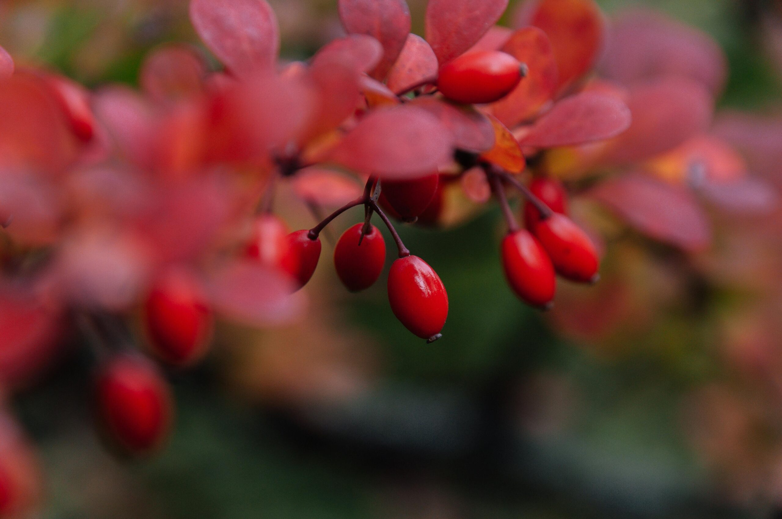 Berberina este un compus vegetal din categoria alcaloizilor, prezent în mai multe plante. foto: pexels.com