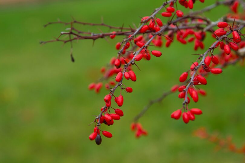 Berberina, numită „Ozempicul natural”: ajută cu adevărat la slăbit? Este sigură?