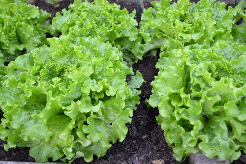 Cum îți faci o grădină de legume acasă, chiar și fără curte. Sfaturi utile și greșeli pe care să le eviți